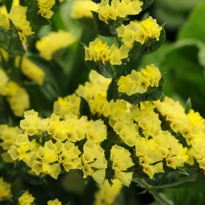 Limonka zohnutá žltá - Limonium sinuatum - semená limonky - 30 ks