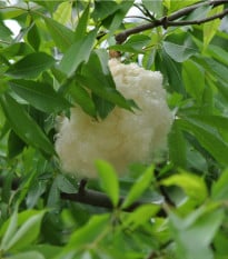 Vlnovec päťmužný - Ceiba pentandra - semená vlnovca - 10 ks