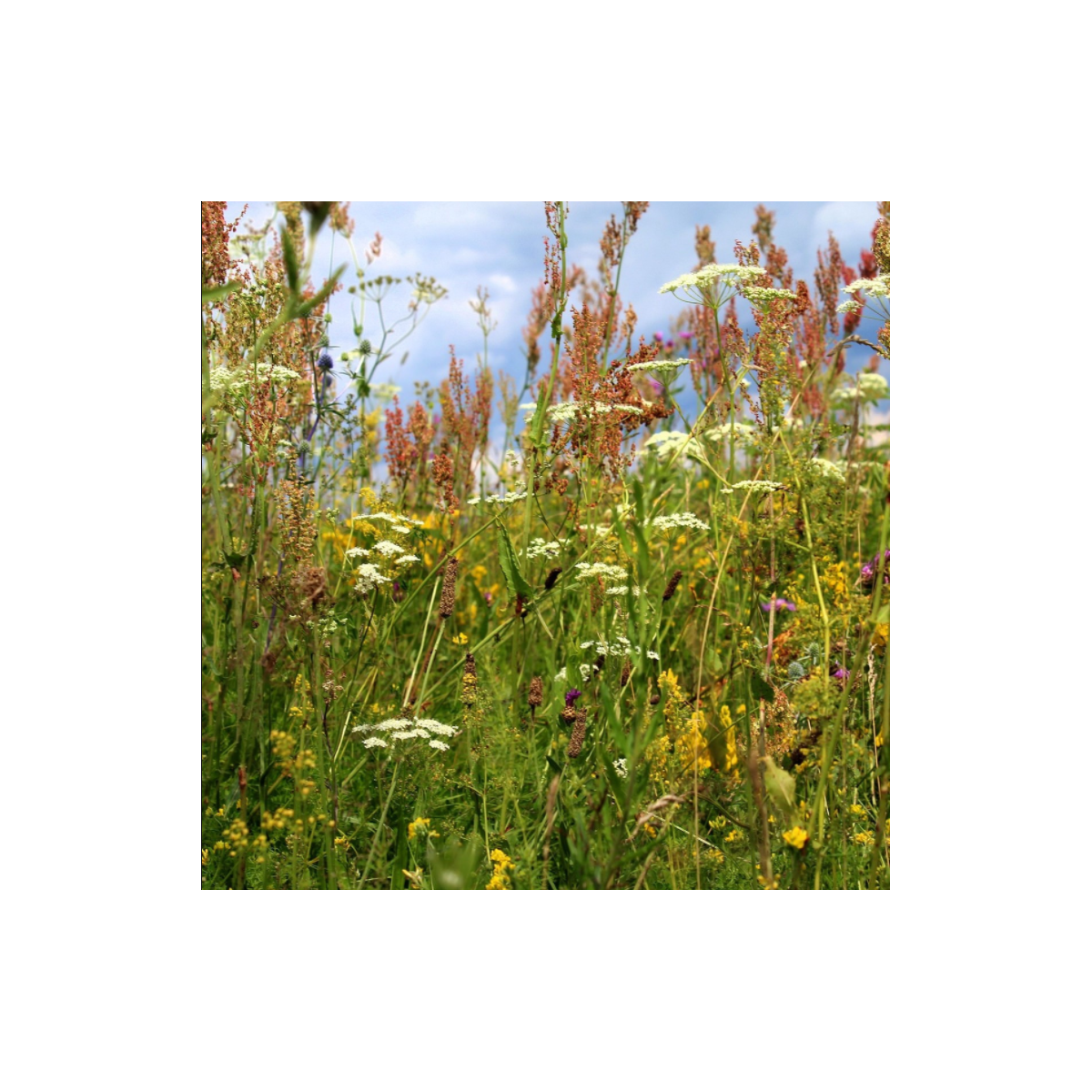 Kvetinová lúka pre motýle - Planta Naturalis - osivo lúčnych kvetov - 50 g