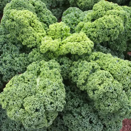 Kel kučeravý Husar - Brassica oleracea L. - semená - 140 ks
