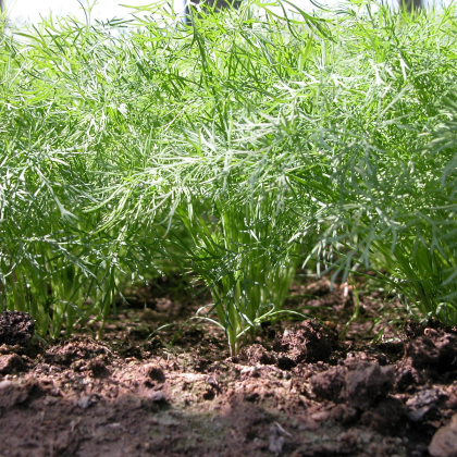 Kôpor voňavý Oliver - Anethum graveolens - predaj semien kôpru - 1 g