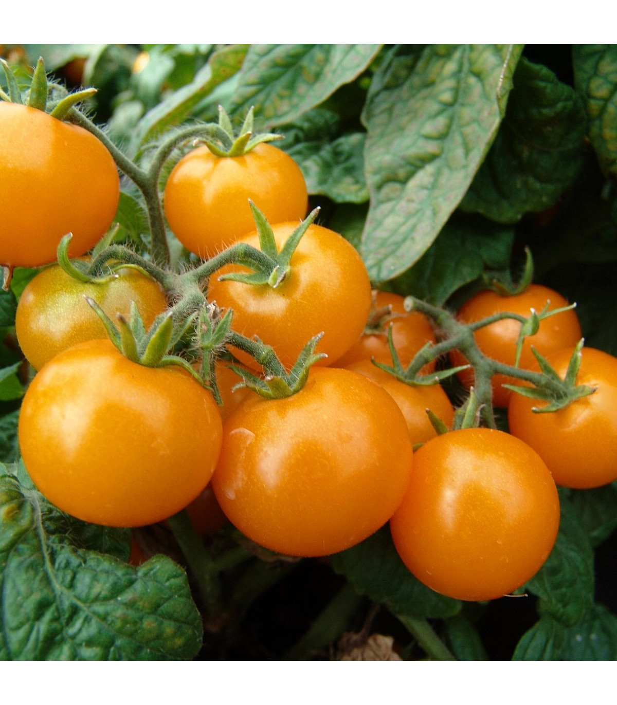 Paradajka Aztek - Solanum lycopersicum - semená paradajok - 20 ks