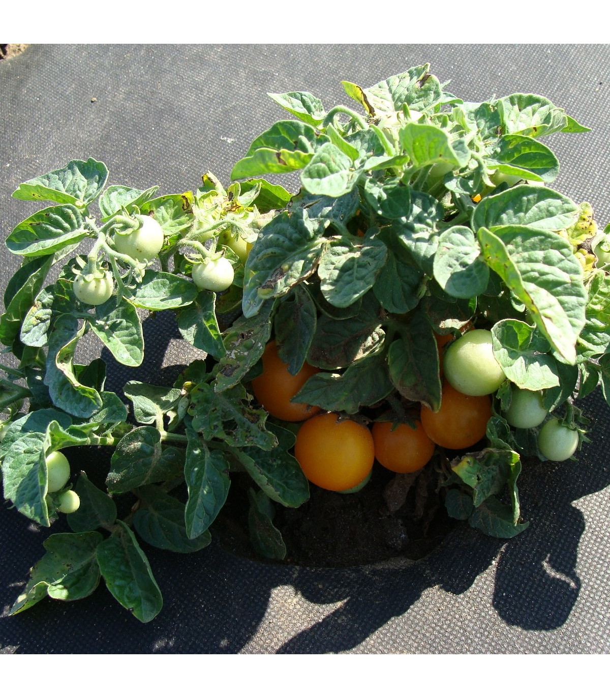 Paradajka Venus - Solanum lycopersicum - semená paradajky - 10 ks