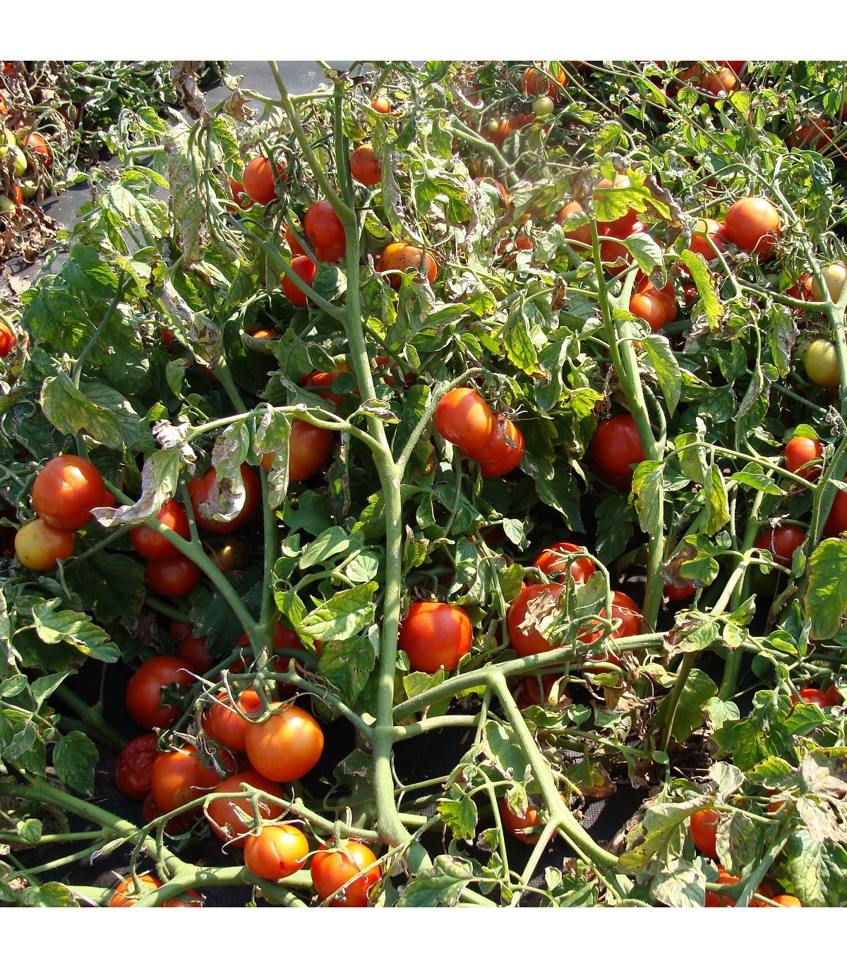 Paradajka Dalimil - Solanum lycopersicum - semená paradajky - 0,1 g