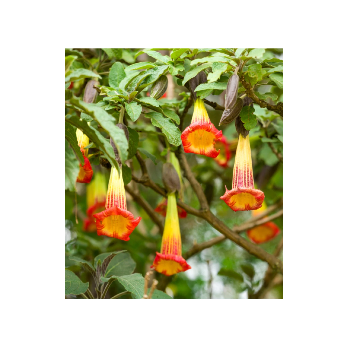 Semena durmanu – Durman krvavý – Brugmansia sanguinea