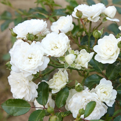 Ruža kríková - pôdopokryvné The white fairy - voľnokorenné sadenice ruží