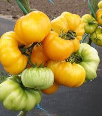 Paradajka Yellowstone - Solanum lycopersicum - semená paradajky - 15 ks