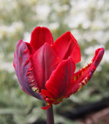 Tulipán Rococo - Tulipa - cibuľoviny - 3 ks