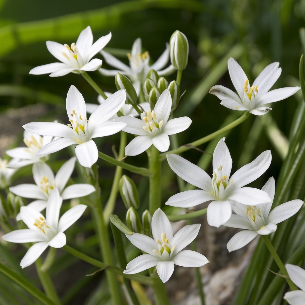 Bledavka - Ornithogalum umbellatum - cibuľoviny - 3 ks