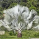 Palma strieborná-Nannorrhops arabica-semená palmy-3 ks