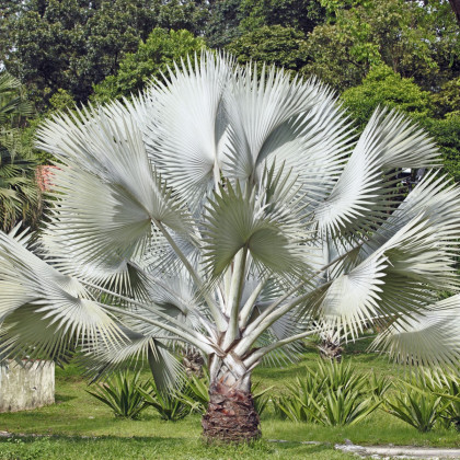 Palma strieborná-Nannorrhops arabica-semená palmy-3 ks