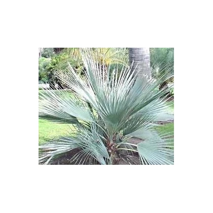 Palma strieborná-Nannorrhops arabica-semená palmy-3 ks