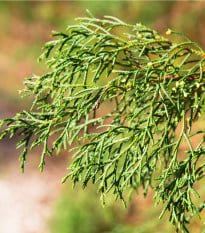 Cyprus mexický - Hesperocyparis lusitanica - semená cyprusu - 10 ks