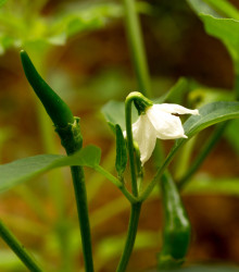 Chilli Kajenské korenie Thick - semená