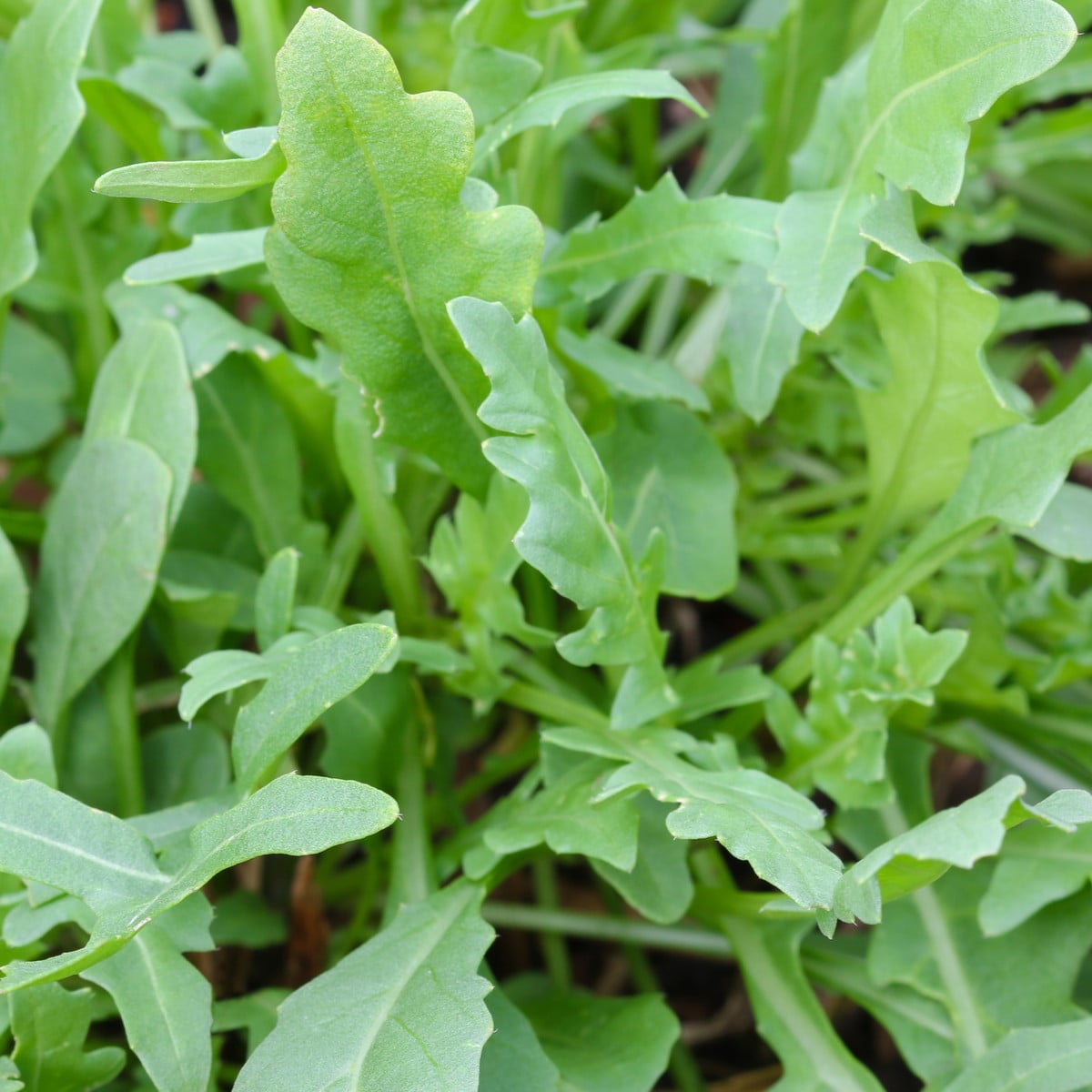 Napoli - Diplotaxis tenuiflora - semená rukoly - 150 ks