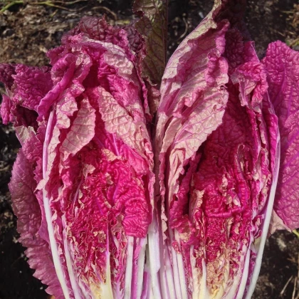 Kapusta pekingská Scarvita F1 - Brassica pekinensis - semená kapusta