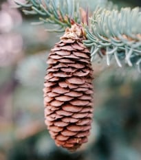 Smrek Wilsonov - Picea wilsonii - semená smreka