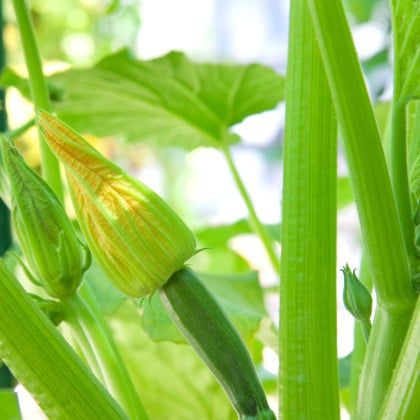 Bio Cuketa Alberello - Cucurbita pepo - bio semená cukety