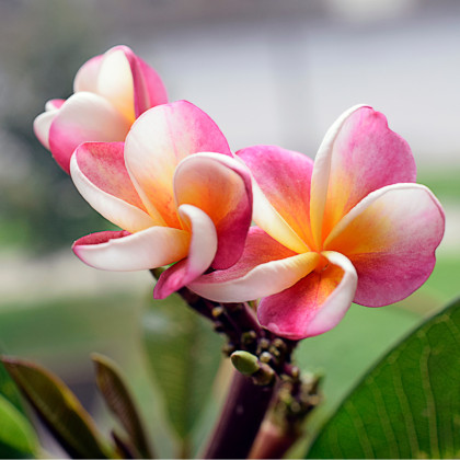 Havajský kvet - Plumeria - semená plumérie - 3 ks