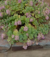 Okrasné oregano Kirigami - Origanum rotundifolia - semená oregana