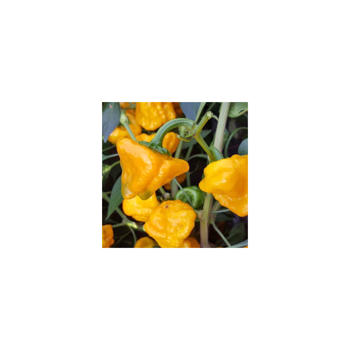 Chilli Mushroom žlté - Capsicum annuum - semená chilli - 6 ks