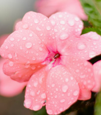 Netýkavka Campos F1 salmon - Impatiens walleriana - semená netýkavky - 20 ks