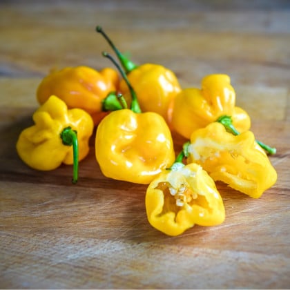 Chilli Big Sun Habanero - Capsicum Chinense - semená chilli - 6 ks
