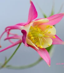 Orlíček veľkokvetý Coral - Aquilegia caerulea - semená orlíčka - 100ks