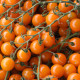 Paradajka tyčková Aprikola F1 - Solanum lycopersicum - semená paradajok - 7 ks