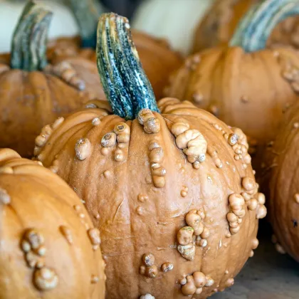 Tekvica okrasná Grizzly Bear F1 PMT - Cucurbita pepo - semená tekvica - 7 ks