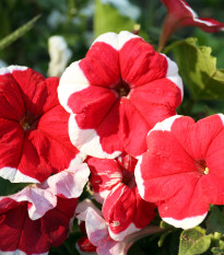 Petúnia Musica F1 Red Frost - Petunia x grandiflora - semená petúnie - 30 ks