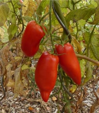 BIO Paradajka Andenhorn - Solanum lycopersicum - bio semená paradajky - 8 ks