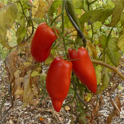 BIO Paradajka Andenhorn - Solanum lycopersicum - bio semená paradajky - 8 ks