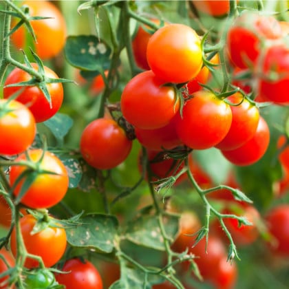 Divoká paradajka Rote Murmel - Solanum pimpinellifolium - semená paradajok - 10 ks