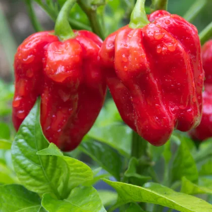 Bio Chilli Habanero červené - Capsicum chinense - bio semená chilli - 6 ks