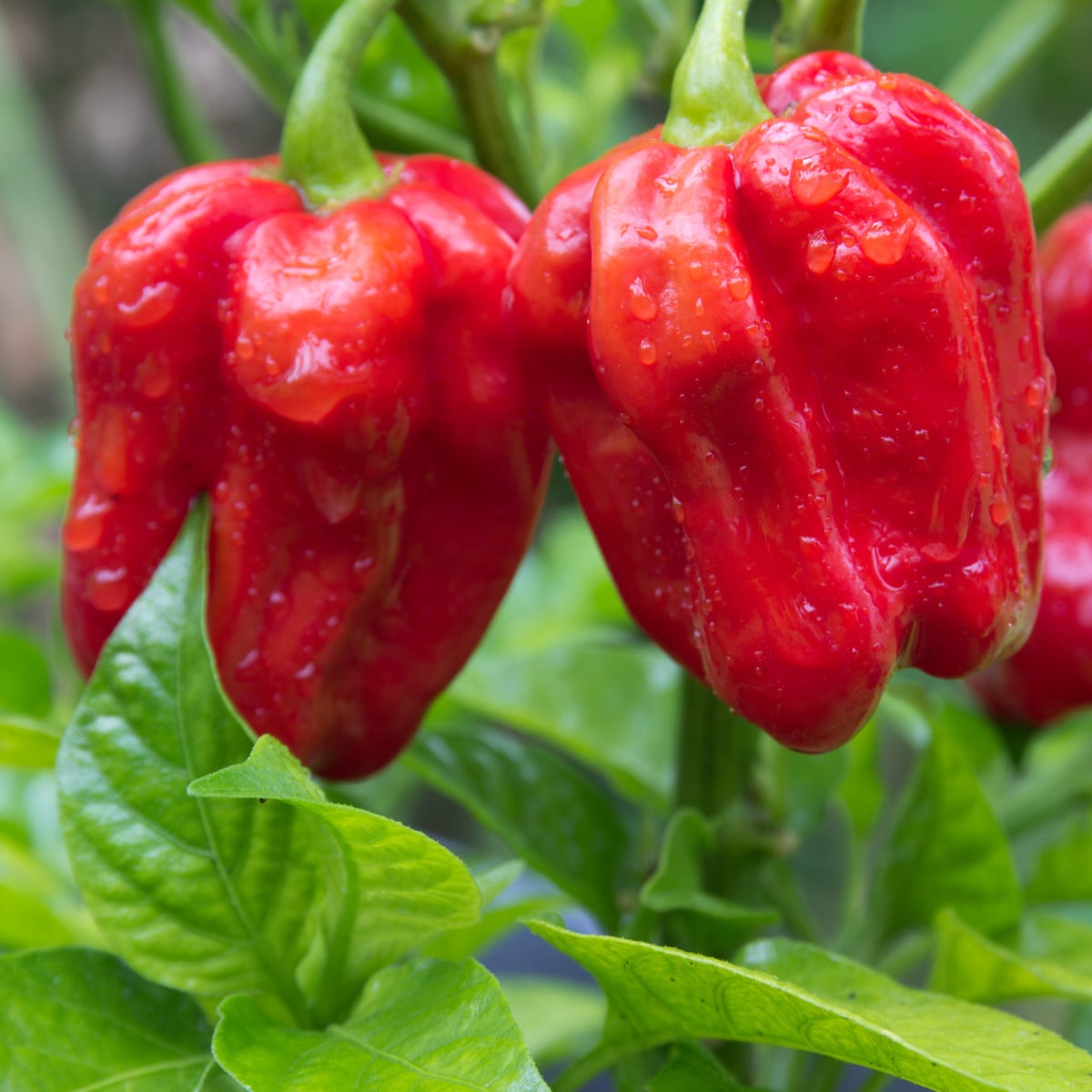 Bio Chilli Habanero červené - Capsicum chinense - bio semená chilli - 6 ks