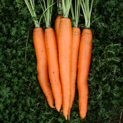 BIO Mrkva Amsterdam - Daucus carota - bio semená mrkvy - 300 ks