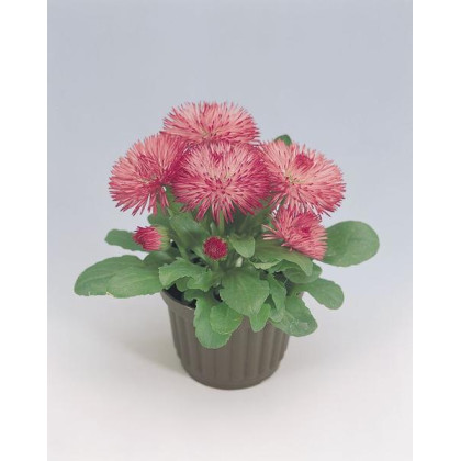 Sedmokráska Roggli ružová - Bellis perennis - semená sedmokrásky - 50 ks
