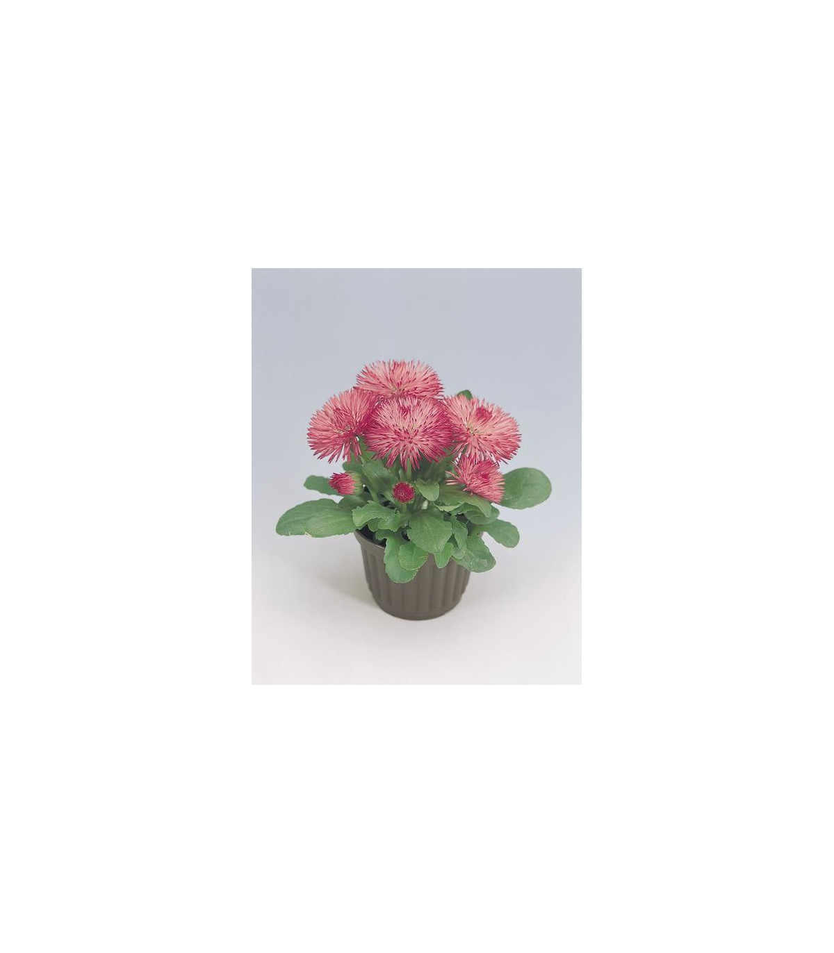 Sedmokráska Roggli ružová - Bellis perennis - semená sedmokrásky - 50 ks
