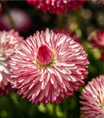 Sedmokráska Roggli ružová - Bellis perennis - semená sedmokrásky - 50 ks