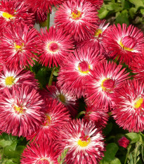 Sedmokráska Roggli červená - Bellis perennis - semená sedmokrásky - 50ks