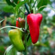 BIO Chilli Salsa - Capsicum annuum - semená papriky - 7 ks