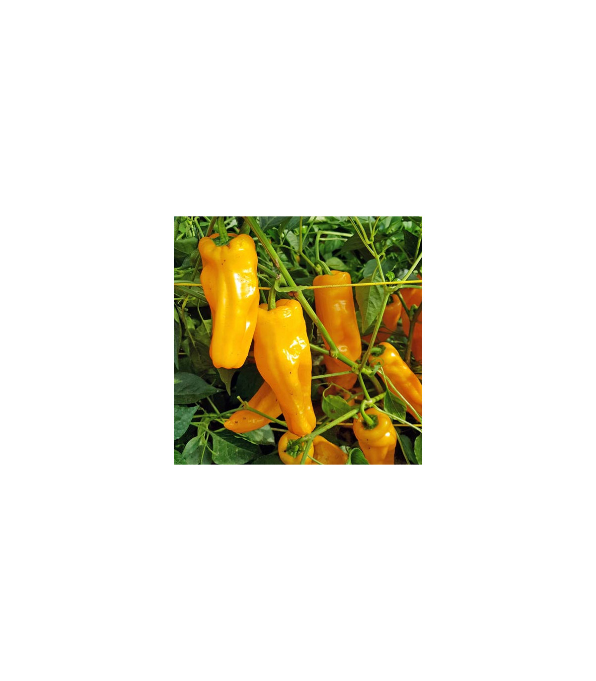 BIO Chilli Marseillais - Capsicum annuum - bio semená chilli - 7ks