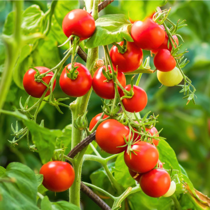 Paradajka Crokini F1 PhR - Solanum lycopersicum - semená paradajok - 7ks