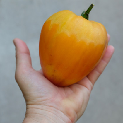 Paradajka Oxheart Orange - Lycopersicon esculentum - semená paradajok - 10 ks