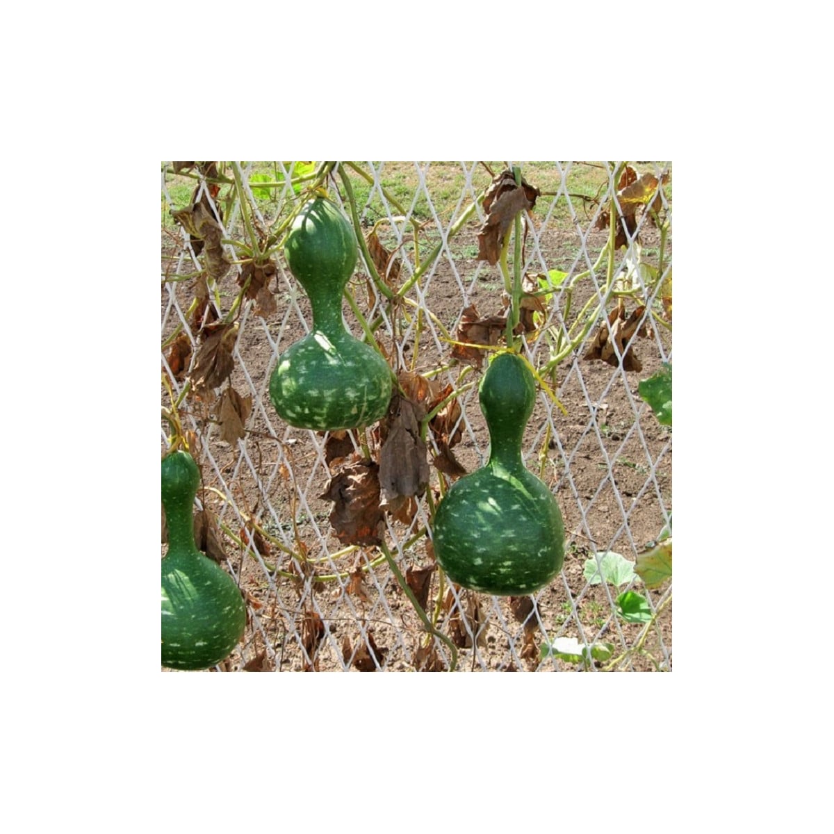 Okrasná tekvica Indonesian Bottle - Cucurbita pepo - semená tekvice - 8 ks