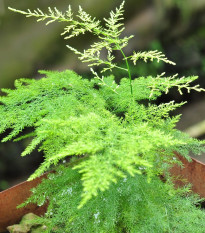 Špargľa hustokvetá - Asparagus plumosus - semená špargle - 15 ks
