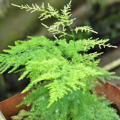 Špargľa hustokvetá - Asparagus plumosus - semená špargle - 5 ks