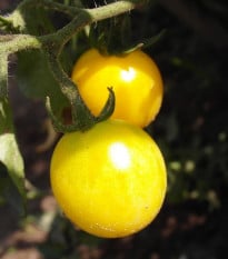 Paradajka žltá Cerise - Solanum lycopersicum - semená paradajky - 10 ks