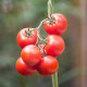 Paradajka Gardeners Delight - Solanum lycopersicum - semená paradajok - 10 ks